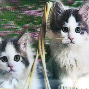 3 Boyutlu Resim  Sevimli Kediler İkili Kedi Resmi Tablosu 40x60 Cm